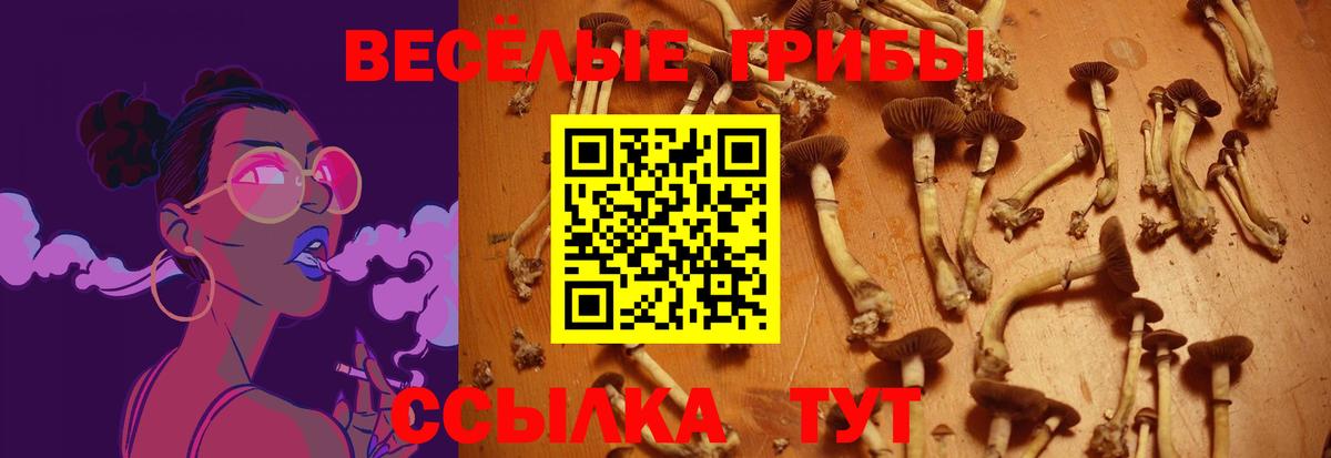 Галлюциногенные грибы Psilocybine cubensis Чистополь